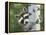 Peek-A-Boo Raccoon-William Vanderdasson-Framed Premier Image Canvas