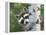 Peek-A-Boo Raccoon-William Vanderdasson-Framed Premier Image Canvas