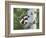 Peek-A-Boo Raccoon-William Vanderdasson-Framed Giclee Print