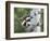 Peek-A-Boo Raccoon-William Vanderdasson-Framed Giclee Print