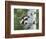 Peek-A-Boo Raccoon-William Vanderdasson-Framed Giclee Print