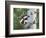 Peek-A-Boo Raccoon-William Vanderdasson-Framed Giclee Print