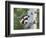 Peek-A-Boo Raccoon-William Vanderdasson-Framed Giclee Print