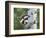 Peek-A-Boo Raccoon-William Vanderdasson-Framed Giclee Print