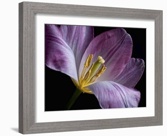 Peekaboo Tulip-Lori Hutchison-Framed Photographic Print