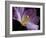 Peekaboo Tulip-Lori Hutchison-Framed Photographic Print