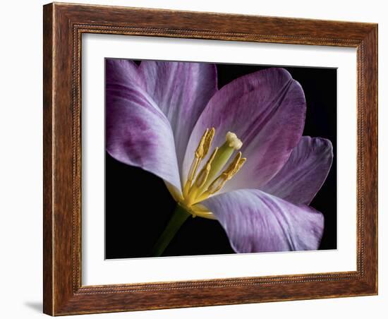 Peekaboo Tulip-Lori Hutchison-Framed Photographic Print