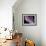 Peekaboo Tulip-Lori Hutchison-Framed Photographic Print displayed on a wall