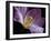 Peekaboo Tulip-Lori Hutchison-Framed Photographic Print