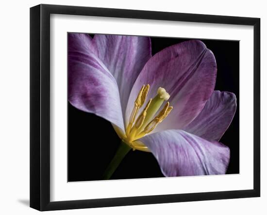 Peekaboo Tulip-Lori Hutchison-Framed Photographic Print