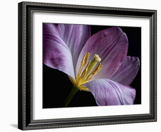 Peekaboo Tulip-Lori Hutchison-Framed Photographic Print