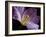 Peekaboo Tulip-Lori Hutchison-Framed Photographic Print