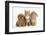 Peekapoo (Pekingese X Poodle) Puppy, Ginger Kitten and Sandy Lop Rabbit, Sitting Together-Mark Taylor-Framed Photographic Print