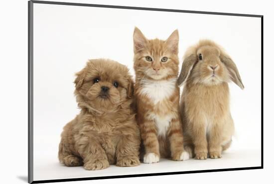 Peekapoo (Pekingese X Poodle) Puppy, Ginger Kitten and Sandy Lop Rabbit, Sitting Together-Mark Taylor-Mounted Photographic Print