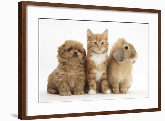 Peekapoo Puppy, Ginger Kitten and Sandy Lop Rabbit-Mark Taylor-Framed Photographic Print