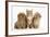 Peekapoo Puppy, Ginger Kitten and Sandy Lop Rabbit-Mark Taylor-Framed Photographic Print