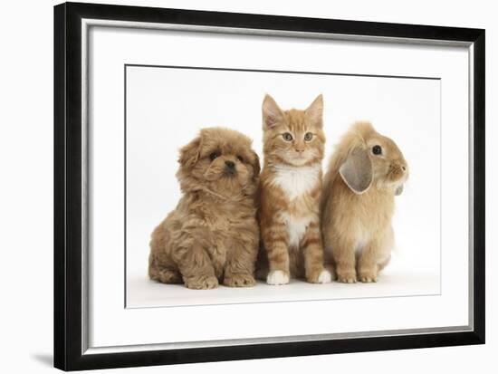 Peekapoo Puppy, Ginger Kitten and Sandy Lop Rabbit-Mark Taylor-Framed Photographic Print