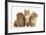 Peekapoo Puppy, Ginger Kitten and Sandy Lop Rabbit-Mark Taylor-Framed Photographic Print