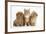 Peekapoo Puppy, Ginger Kitten and Sandy Lop Rabbit-Mark Taylor-Framed Photographic Print