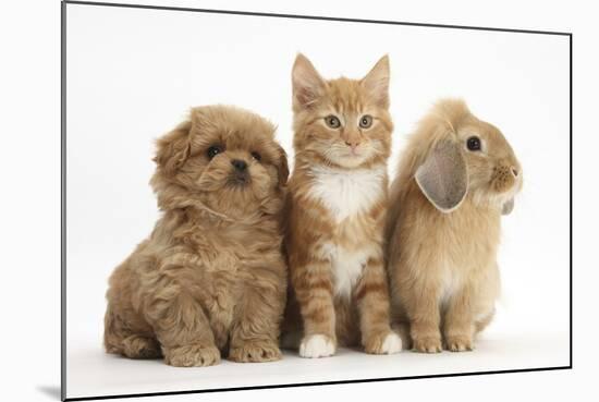 Peekapoo Puppy, Ginger Kitten and Sandy Lop Rabbit-Mark Taylor-Mounted Photographic Print