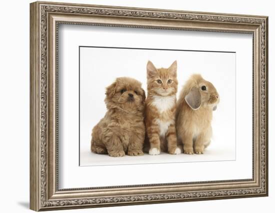 Peekapoo Puppy, Ginger Kitten and Sandy Lop Rabbit-Mark Taylor-Framed Photographic Print