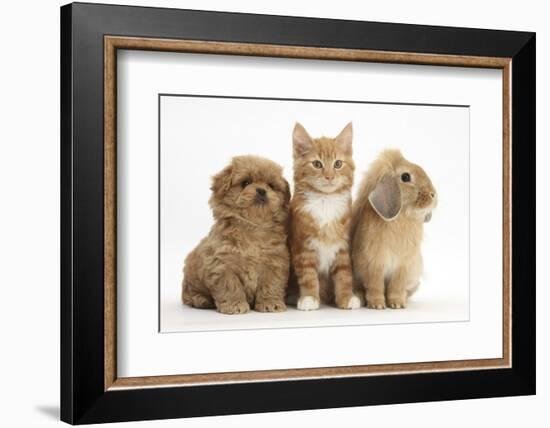 Peekapoo Puppy, Ginger Kitten and Sandy Lop Rabbit-Mark Taylor-Framed Photographic Print