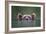 Peeking Out-Paul Joynson Hicks-Framed Giclee Print