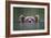 Peeking Out-Paul Joynson Hicks-Framed Giclee Print