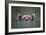 Peeking Out-Paul Joynson Hicks-Framed Giclee Print