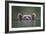 Peeking Out-Paul Joynson Hicks-Framed Giclee Print