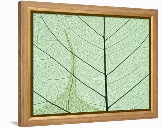 Peepal Leaf Detail, Popular Medicinal Plant, India-Kevin Schafer-Framed Premier Image Canvas