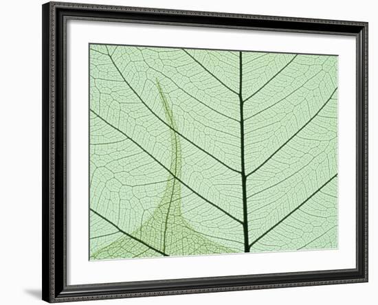 Peepal Leaf Detail, Popular Medicinal Plant, India-Kevin Schafer-Framed Photographic Print