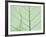 Peepal Leaf Detail, Popular Medicinal Plant, India-Kevin Schafer-Framed Photographic Print