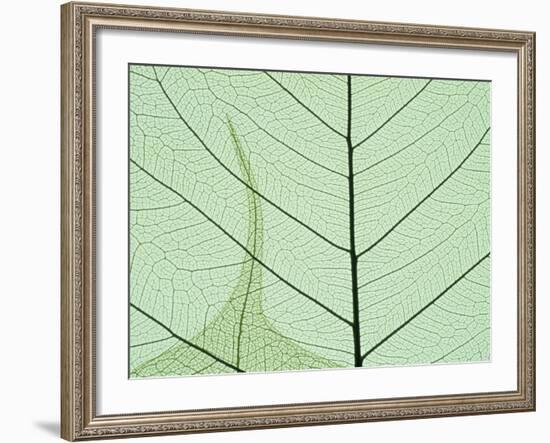 Peepal Leaf Detail, Popular Medicinal Plant, India-Kevin Schafer-Framed Photographic Print