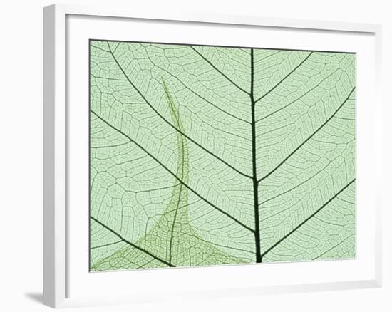 Peepal Leaf Detail, Popular Medicinal Plant, India-Kevin Schafer-Framed Photographic Print