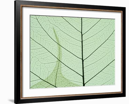 Peepal Leaf Detail, Popular Medicinal Plant, India-Kevin Schafer-Framed Photographic Print