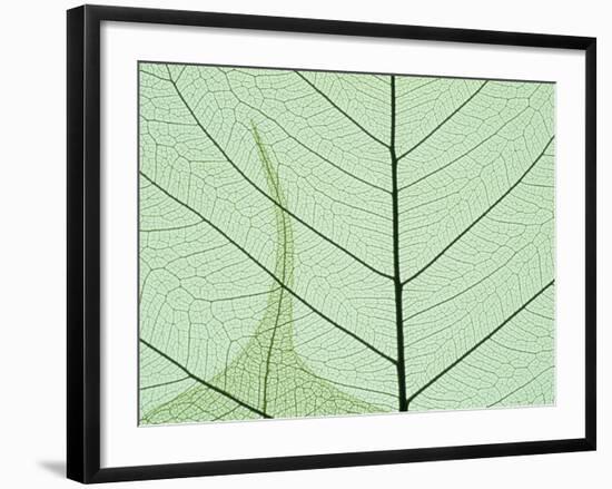 Peepal Leaf Detail, Popular Medicinal Plant, India-Kevin Schafer-Framed Photographic Print