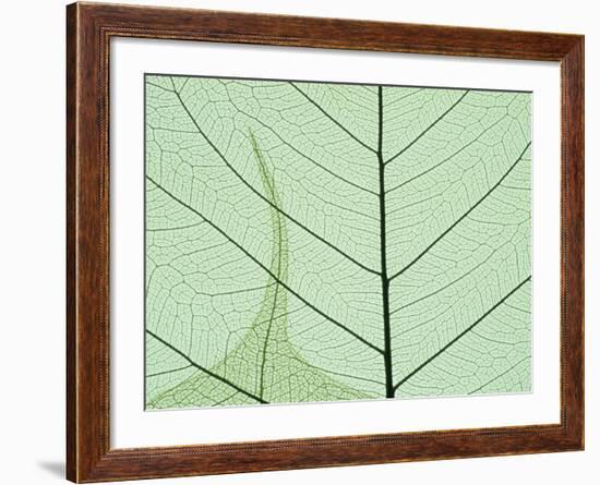 Peepal Leaf Detail, Popular Medicinal Plant, India-Kevin Schafer-Framed Photographic Print