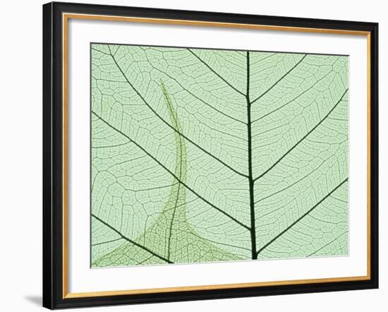 Peepal Leaf Detail, Popular Medicinal Plant, India-Kevin Schafer-Framed Photographic Print