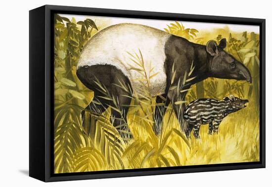Peeps at Nature: The Tapir-Arthur Oxenham-Framed Premier Image Canvas
