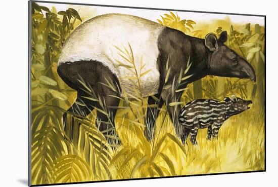 Peeps at Nature: The Tapir-Arthur Oxenham-Mounted Giclee Print