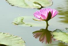 Beautiful Blooming Lotus Flower or Water Lily with its Reflection Shadow in Blue Water-peeravit-Photographic Print