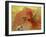 Pegasus Triumphant, 1905-Odilon Redon-Framed Giclee Print