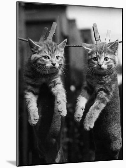 Pegged Kittens-null-Mounted Photographic Print