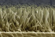 Zinc Oxide Nanowires, SEM-Peidong Yang-Photographic Print