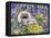 Peke in the Flower Bed-Hilary Jones-Framed Premier Image Canvas