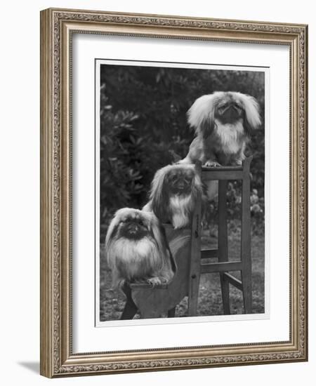 Pekingese 1953-null-Framed Photographic Print