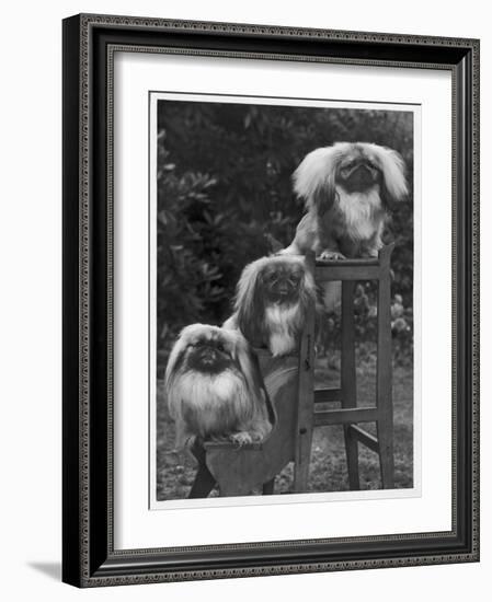 Pekingese 1953-null-Framed Photographic Print