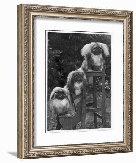 Pekingese 1953-null-Framed Photographic Print