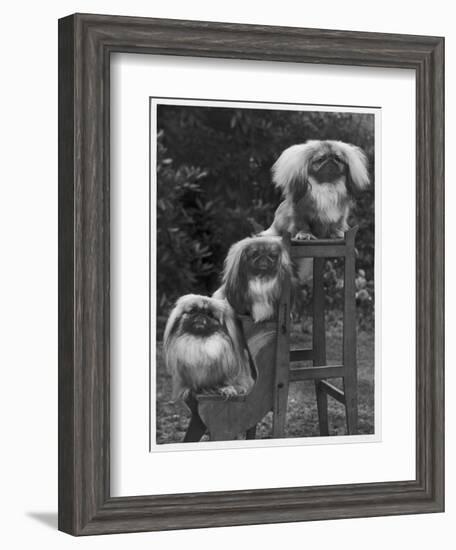 Pekingese 1953-null-Framed Photographic Print